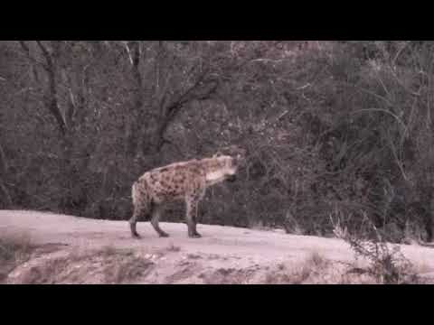 Djuma: Lone Hyena - 17:41 - 07/28/18