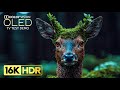 AMAZING OLED TEST DEMO | 16K VIDEO ULTRA HD 120 FPS | DOLBY  ..