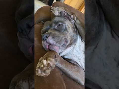 Pampered pet Extra highlight reel Part "Doo"! 🐕💩😆 Sweet silly bully breed 💜 Rescue pittie 💜