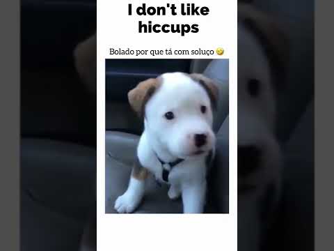 I don't like hiccups # shorts # dog #cute
