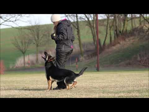 Rixi z Jukasu - obedience - 20 months