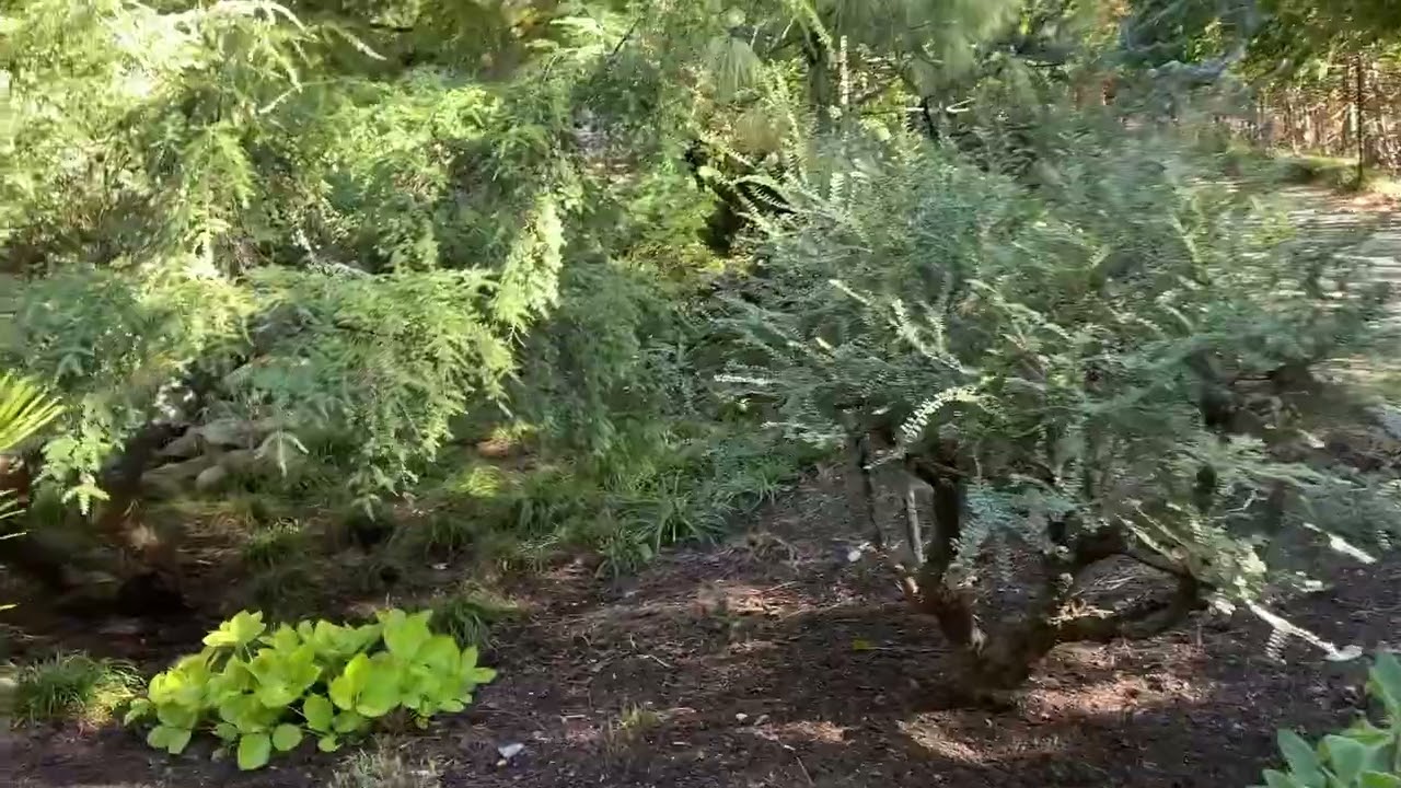 Fall walk around the garden
