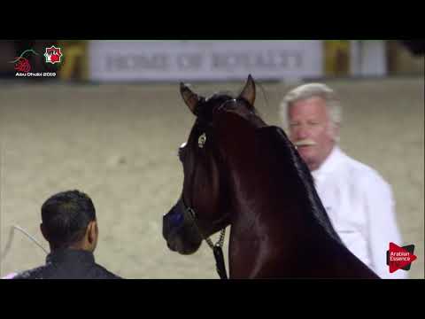 N 577 SALAH AL ZOBAIR   UAE Nationals 2019