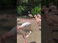 Greater Flamingo And Chilean Flamingos Zooday Animal