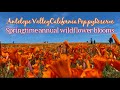 Super Bloom In California/ Wild Flowers Of Antelope Valley California Poppy Reserve