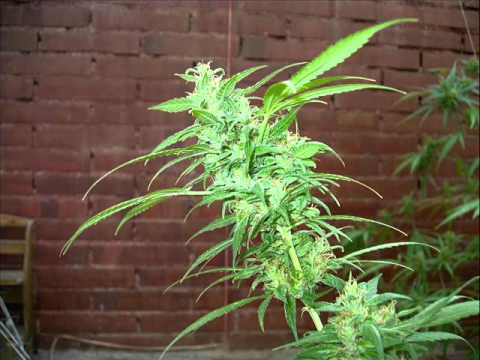 Blasta ft. Solo Banton - Burn Babylon Coke