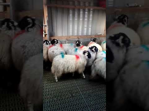 , title : 'Purebred swaledale ewe lambs in Kerry call +353877682596'