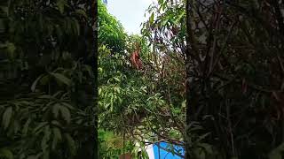 Download lagu #pepeling #papatahkolot #pepelingsunda #wayang #wayanggolek #asepsunandarsunarya #viral #suasanadesa mp3 Download lagu #pepeling #papatahkolot #pepelingsunda #wayang #wayanggolek #asepsunandarsunarya #viral #suasanadesa mp3