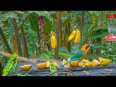 Rufous Motmot With One Eye Continues To Thrive On The Panama Fruit Feeder – March 14, 2022