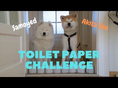 Akita Inu and Samoyed Doing The Toilet Paper Wall Challenge