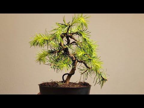 Bonsai Larix kaempferi first design