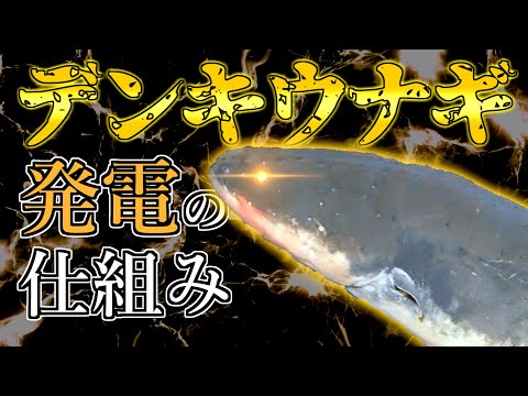 デンキウナギについて詳しく解説