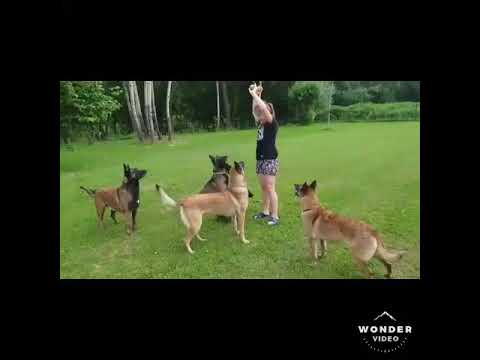 Atena Marshall Dogs FCI