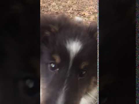 AKC Tri colored Sheltie Male www.corgisandshelties.comAKC Tri colored Sheltie Male www.corgisandshel