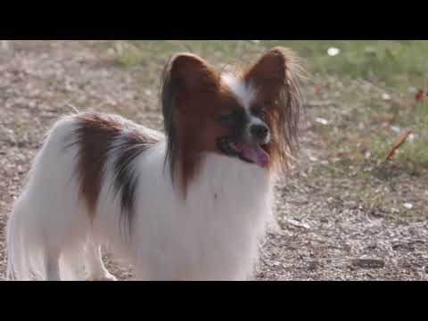 cute pets dogs - animal lover - part 2 - sanika IT