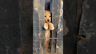 Download lagu This puppy was locked up by its owner after being abandoned by its mother. mp3 Download lagu This puppy was locked up by its owner after being abandoned by its mother. mp3