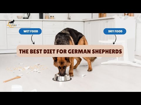 The Best Diet For #GermanShepherds (Revealed!) 👆 | Dos & Donts | Wet vs. Dry | #dogs | World of Dogz