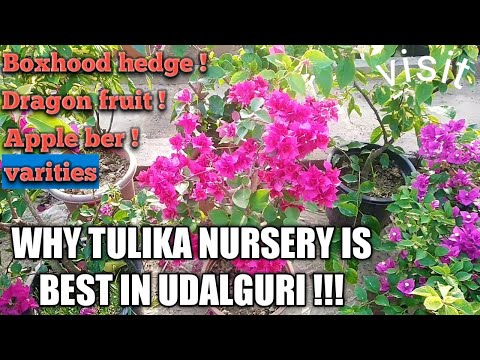 WHY Best Tulika nursery udalguri town |udalguri |visit colourful beautiful flowers lot of varieties