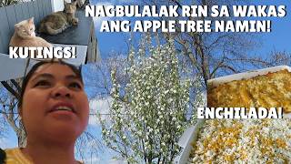 BUHAY AMERIKA BALIK LUTO 2 PUTAHE! NAGSIBULAN NA ANG MGA TANIM!
