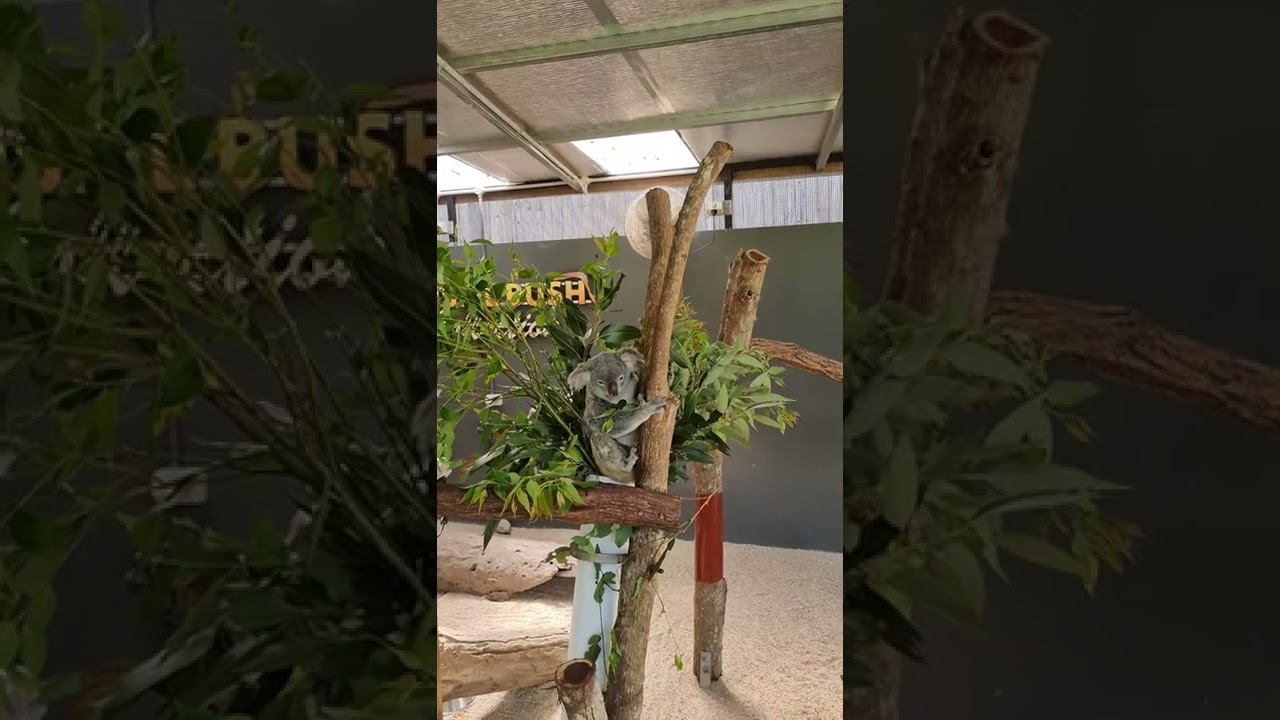 YouTube Short thumbnail