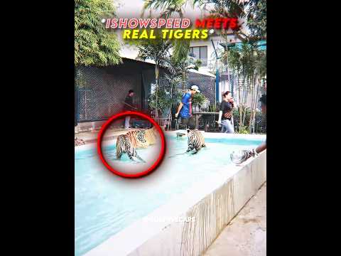 Speed Playing With Tigers💀😭 #ishowspeed #tiger #edit