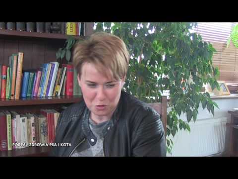 Jak wychować psa - pies żebrze przy stole