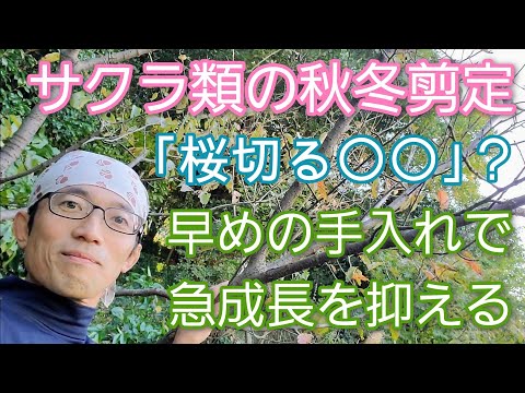 しだれ柳の伐採: 最良のヒント 植物