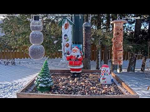 Black-capped Chickadees Grab And Go At Ontario Feeders – Dec. 12, 2019