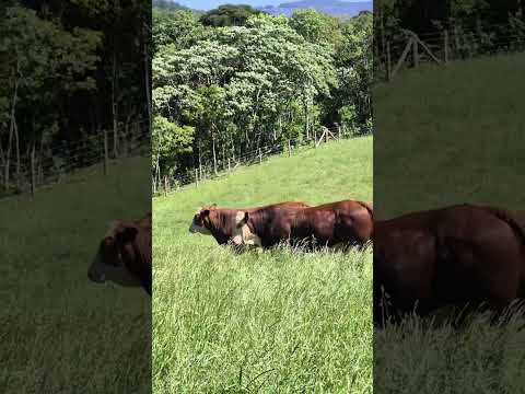 cenas Rurais do município de Ibicaré Santa Catarina