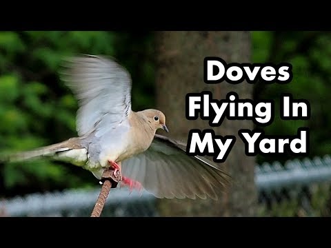 Noisy Mourning Doves On My Backyard Bird Feeders