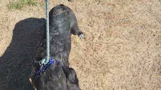 Video preview image #1 Shepradors Puppy For Sale in Bandera, TX, USA