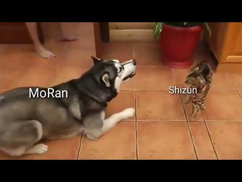 The Husky And His White Cat Shizun Memes compilation