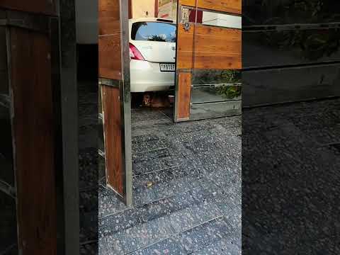 My dog is scared of my wife