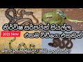 නිර් විෂ සර්පයින් හදුනා ගනිමු දැනුම ස�