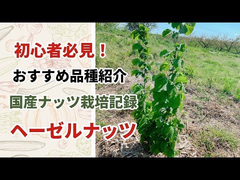 ヘーゼルナッツブッシュ、一般的なヘーゼルナッツ 植物