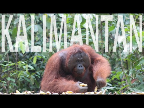 Kalimantan/Borneo: 2 days tour watching orangutans in Tanjung Puting N.P.