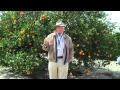 Florida S Natural Grove Tour