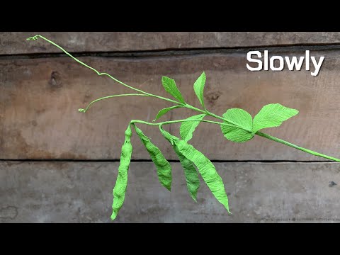 ABC TV | How To Make Pea Branch From Crepe Paper (Slowly) - Craft Tutorial