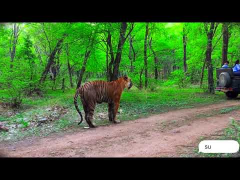 Ranthambore Tiger Sighting - T34 Kumbha in Zone 6