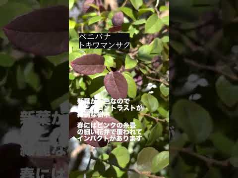 美しく親密なコーナーを作成するには、生垣としてどの常緑低木を選択すればよいでしょうか?庭やバルコニーの 7 つの安全な値  庭園