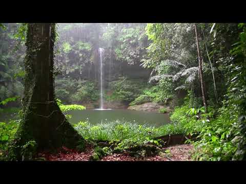 AMAZON RAINFOREST SOUNDS! OVER 1 HOUR OF SOUNDS FROM THE AMAZON** NO ADS