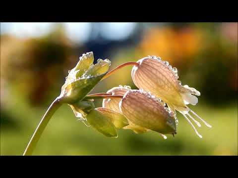 RASA / DEW / RELAX  HD - STARt