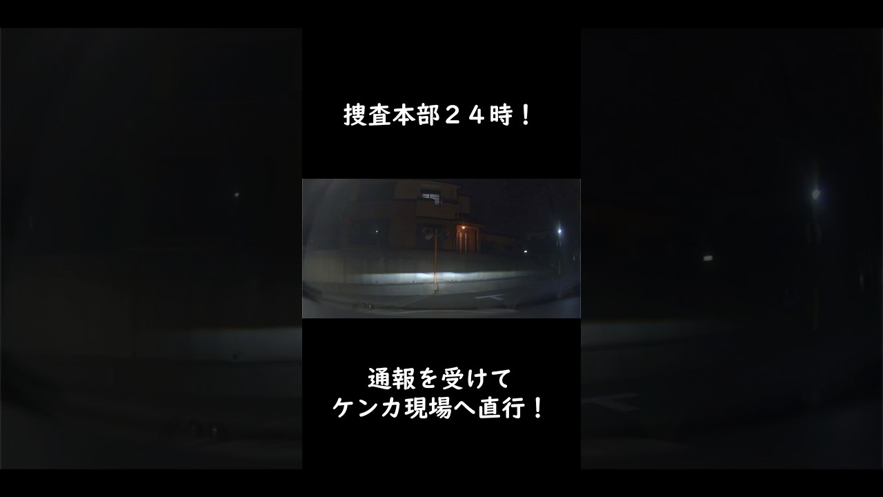 現場へ直行！ #動物 #cat #猫 #shorts