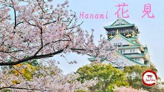 🌸 Discover the Magic of Hanami – Japan's Cherry Blossom Festival! 🌸