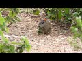Preá Spix S Yellow Toothed Cavy Galea Spixii