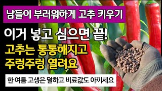 남들이 부러워하는 고추 키우기 - 이거 하나 넣고 심으면 끝! 고추는 통통해지고 주렁주렁 열려요. 한 여름 …