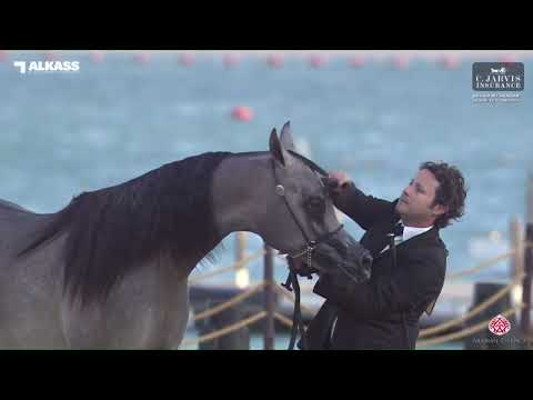 N 88 BANDAR ALJASSIMYA   Katara Int  Arabian Horse Festival 2023   Colts 2 Years Old Class 5B