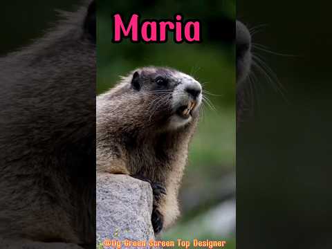 Marmota Gritando Maria/ Marmota gritando nomes❤️🥰