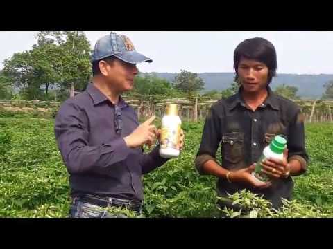 เพราะการสูบบุหรี่สามารถเป็นสมาชิกของที่มีขนาดเล็ก ยาเพื่อเพิ่มความแข็งแรงของผู้ชาย