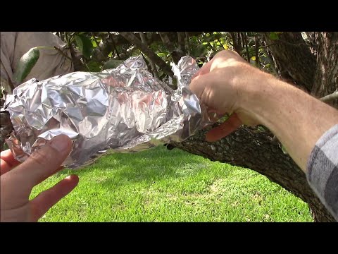 Air layering the pear tree results three months later @ Timeline ranch